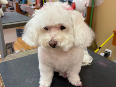 white dog being groomed