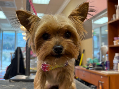 yorkie after grooming