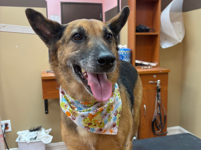 happy german shepard