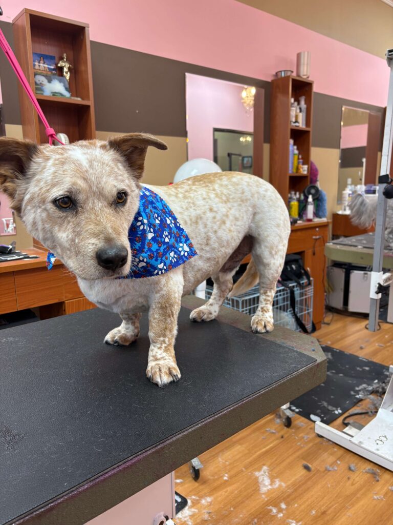dog on a grooming table wearing a bandana