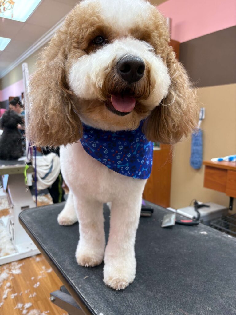 fluffy dog in banadana