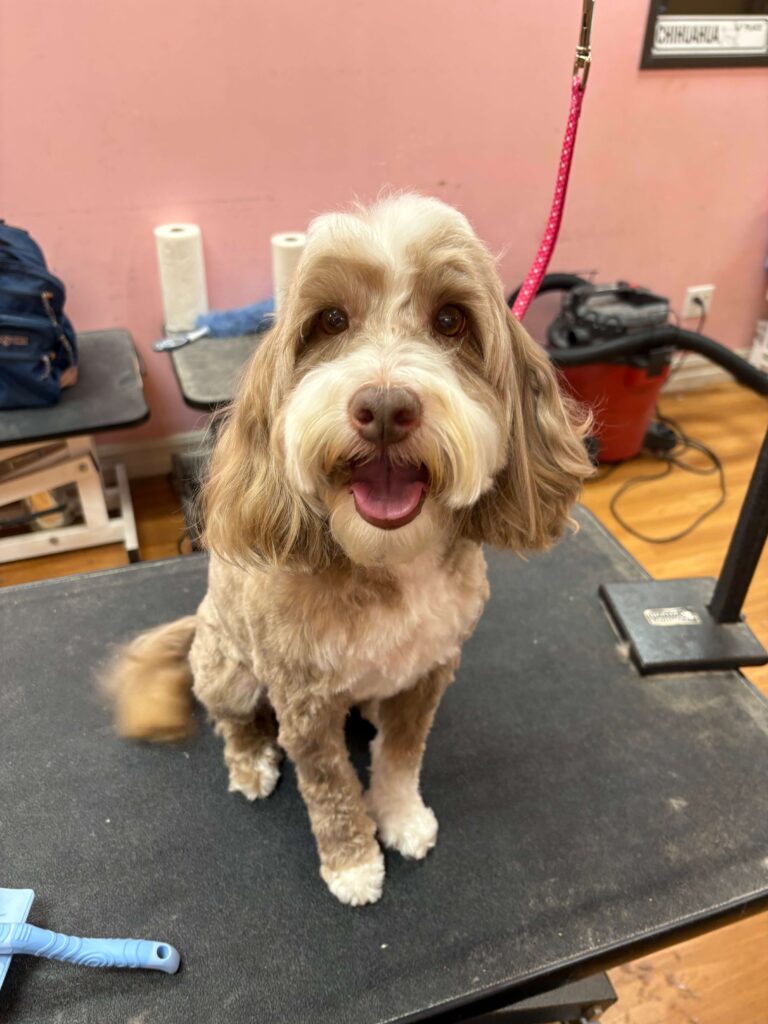 long haired dog on a grooming table