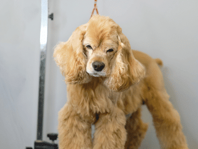 dog standing on a grooming table
